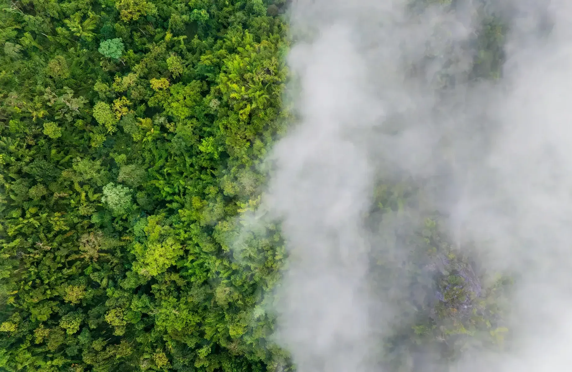 Cloud covering a green forest