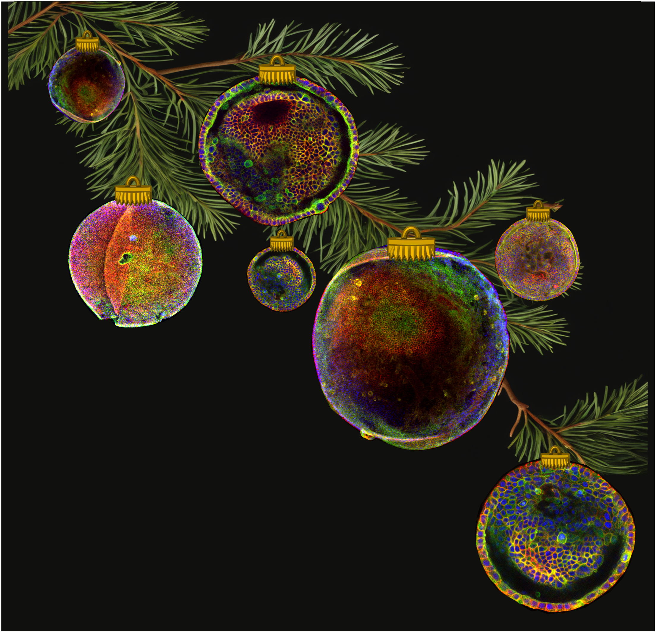 Ornamental organoids on Christmas tree branch