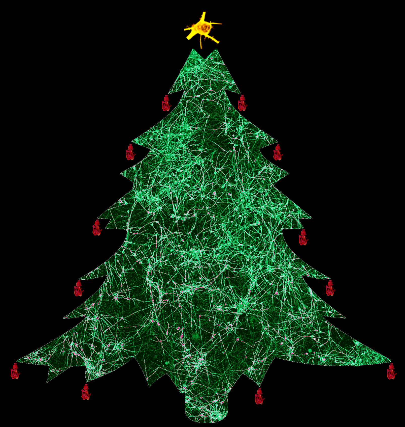 Dopaminergic neurons in the shape of a Christmas tree