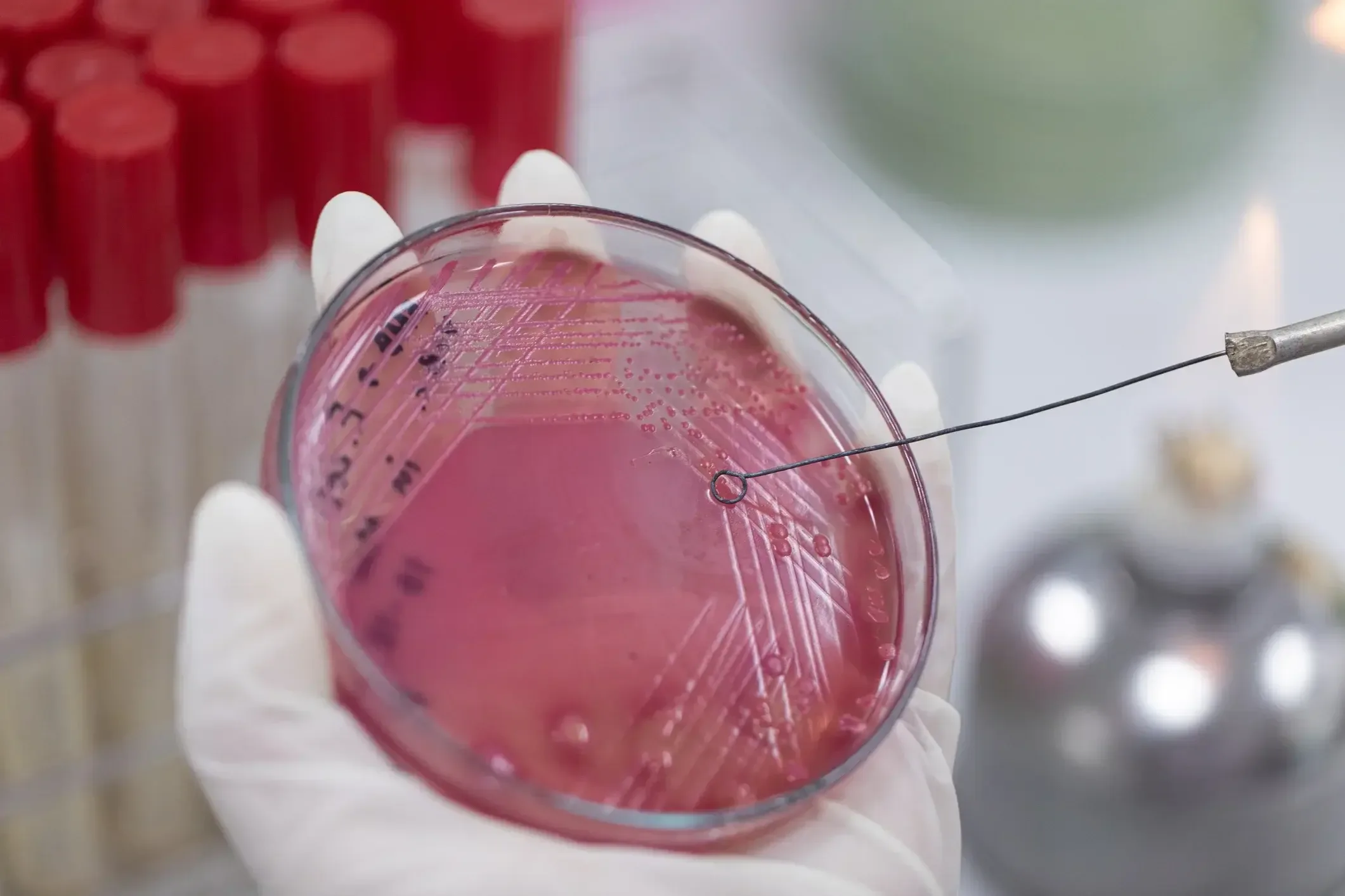 Petri dish being held in a gloved hand in a lab