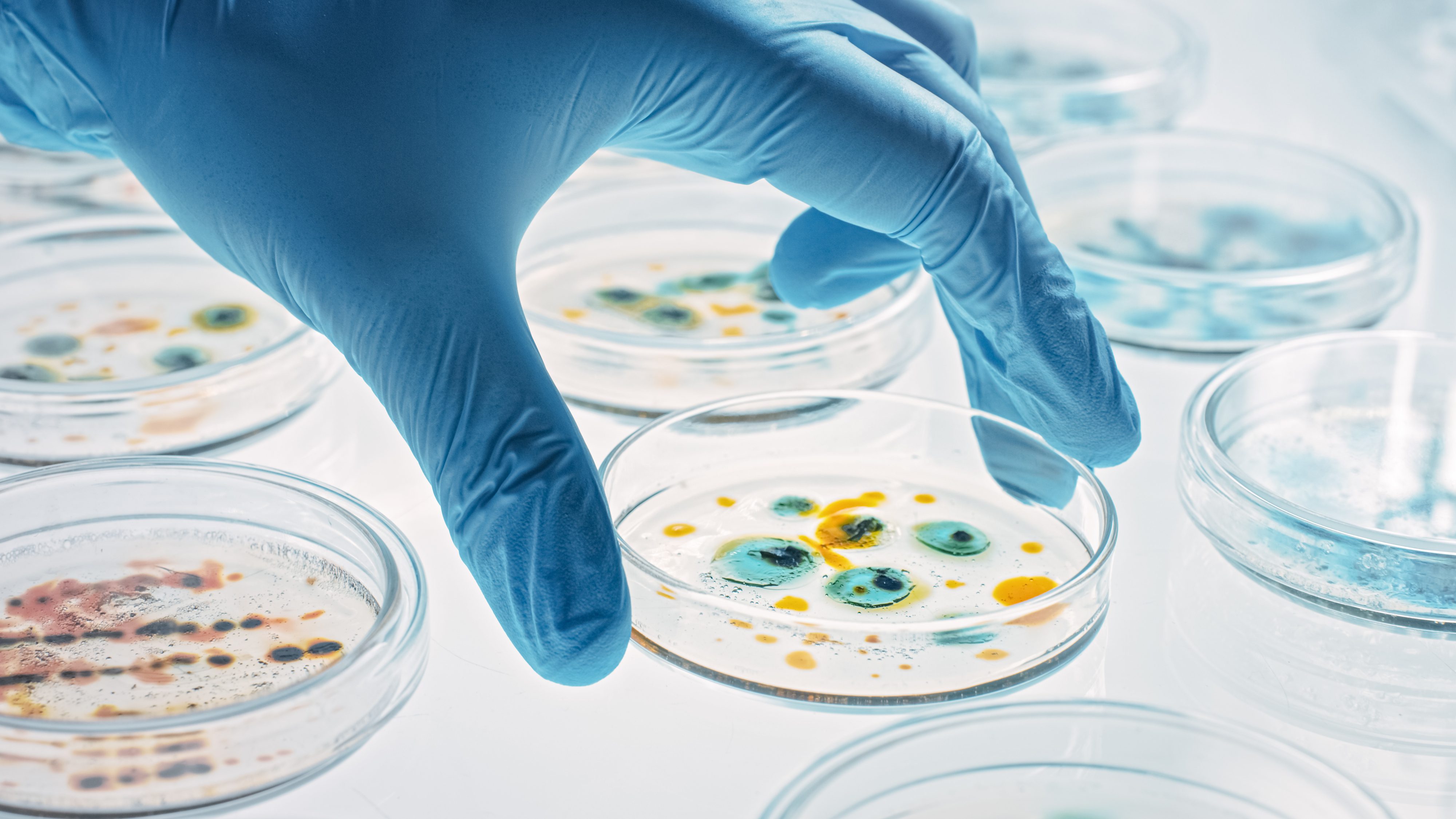 Petri dish being picked up by a gloved hand