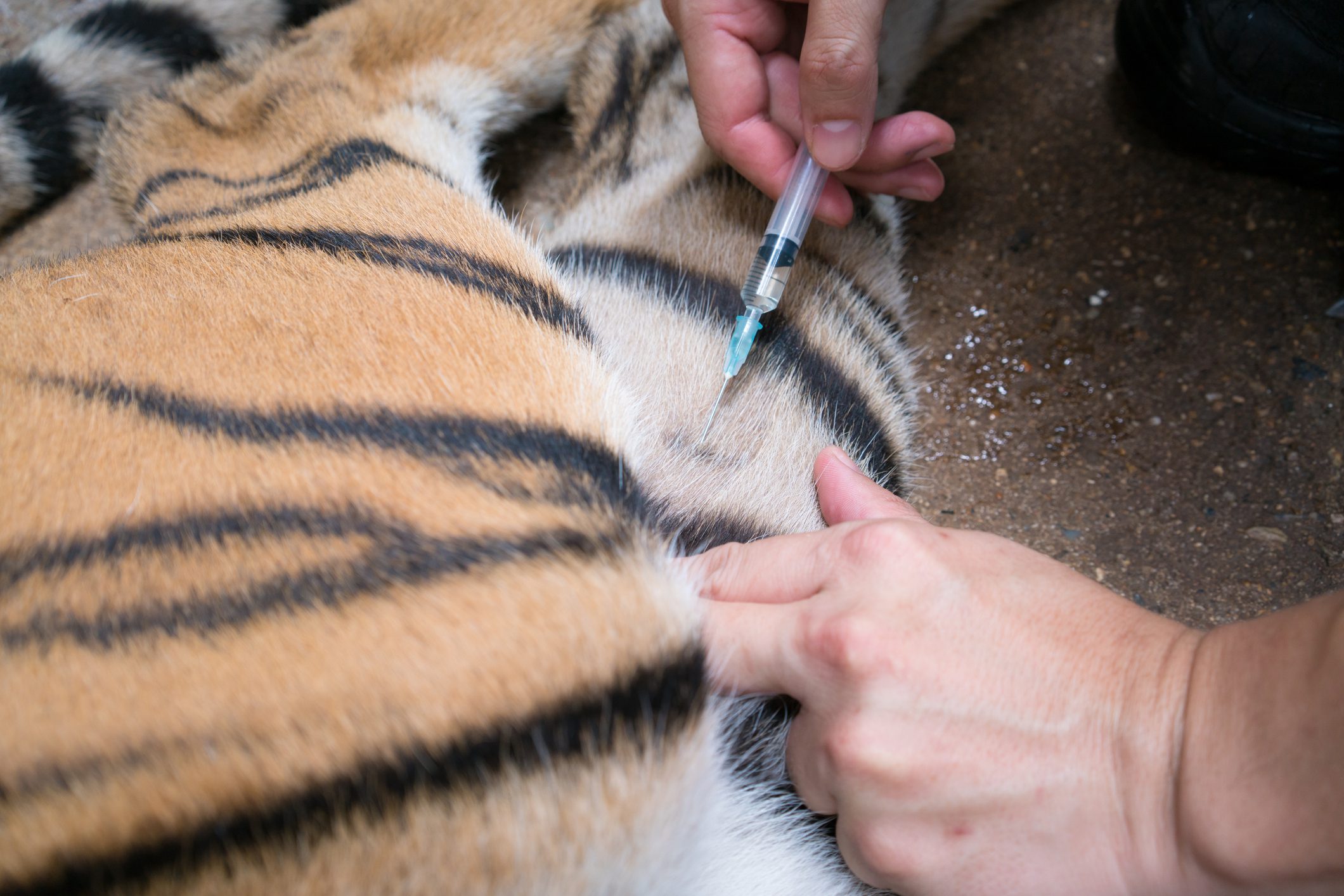 Tiger receiving antibiotic injection